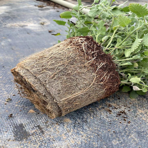 猫薄荷盆栽新鲜可食用薄荷叶庭院室内水培驱蚊植物薄荷苗绿植花卉 - 图0