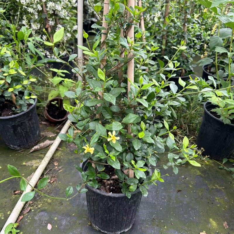 风车茉莉盆栽 阳台庭院耐阴耐寒清香型爬藤花卉植物 原土原盆发货,淘宝优惠券,粉丝福利购,淘宝优惠卷