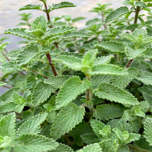 猫薄荷盆栽新鲜可食用薄荷叶庭院室内水培驱蚊植物薄荷苗绿植花卉 - 图2