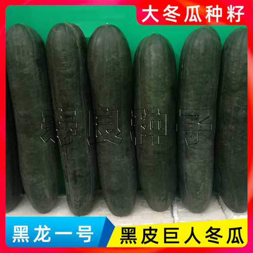 大冬瓜种子籽黑皮长身黑龙一号铁实心东节瓜巨特大高产蔬菜瓜果孑 - 图0