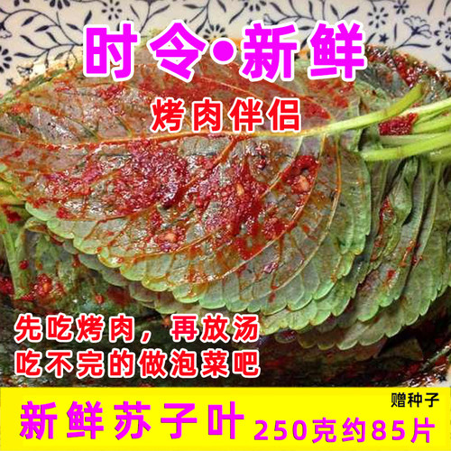 新鲜苏子叶紫苏叶烤肉食用叶子半背韩国泡菜包饭山东寿光蔬菜包邮 - 图2