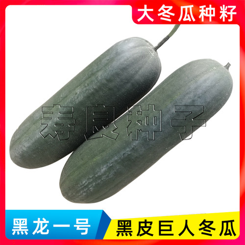 大冬瓜种子籽黑皮长身黑龙一号铁实心东节瓜巨特大高产蔬菜瓜果孑 - 图1