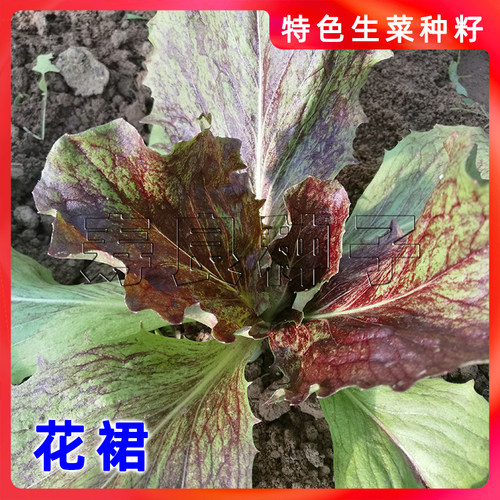 生菜种子菊苣花裙紫红烤肉包饭四季特色韩国育种蔬菜籽寿光莱孑 - 图2