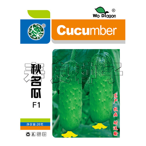 黄瓜种籽秋名瓜唐山秋瓜黑刺小型迷你水果生吃盆栽蔬菜瓜果种子 - 图3