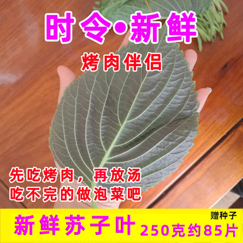新鲜苏子叶紫苏叶烤肉食用叶子半背韩国泡菜包饭山东寿光蔬菜包邮 - 图1