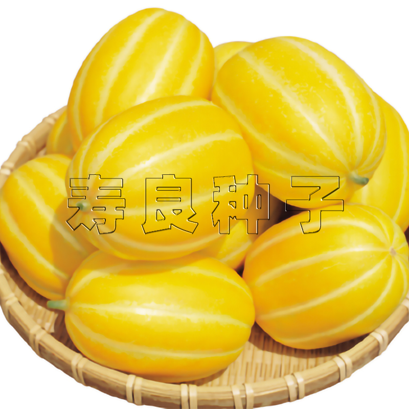 甜瓜种子龙甜黄金香蜜白肉田爪高产礼品大全韩国水果种孑寿光种籽 - 图3