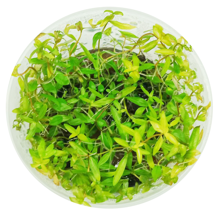 bucephalandra Tissue culture sterile Crypts aquatic plants - 图3