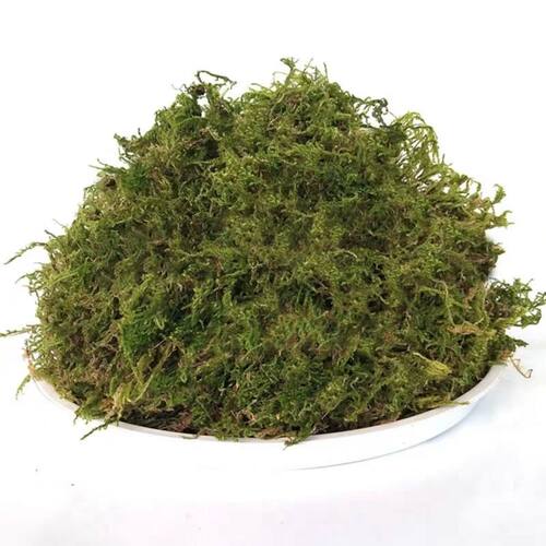 干苔藓干水苔水草乌龟运输冬眠垫才专用铁皮石斛兰花育苗嫁接种植 - 图3