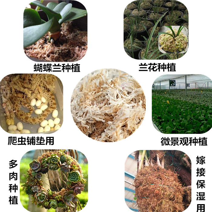 干水苔国产水苔干苔藓蝴蝶兰多肉兰花土食虫植物水草龟蛇冬眠垫材 - 图2