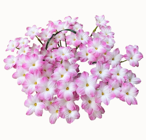 风雨兰韭兰韭莲韭菜兰韭菜莲盆栽阳台花园庭院小区苗圃绿化种球 - 图0