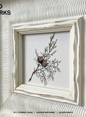 Cypress(1846)中古植物小画