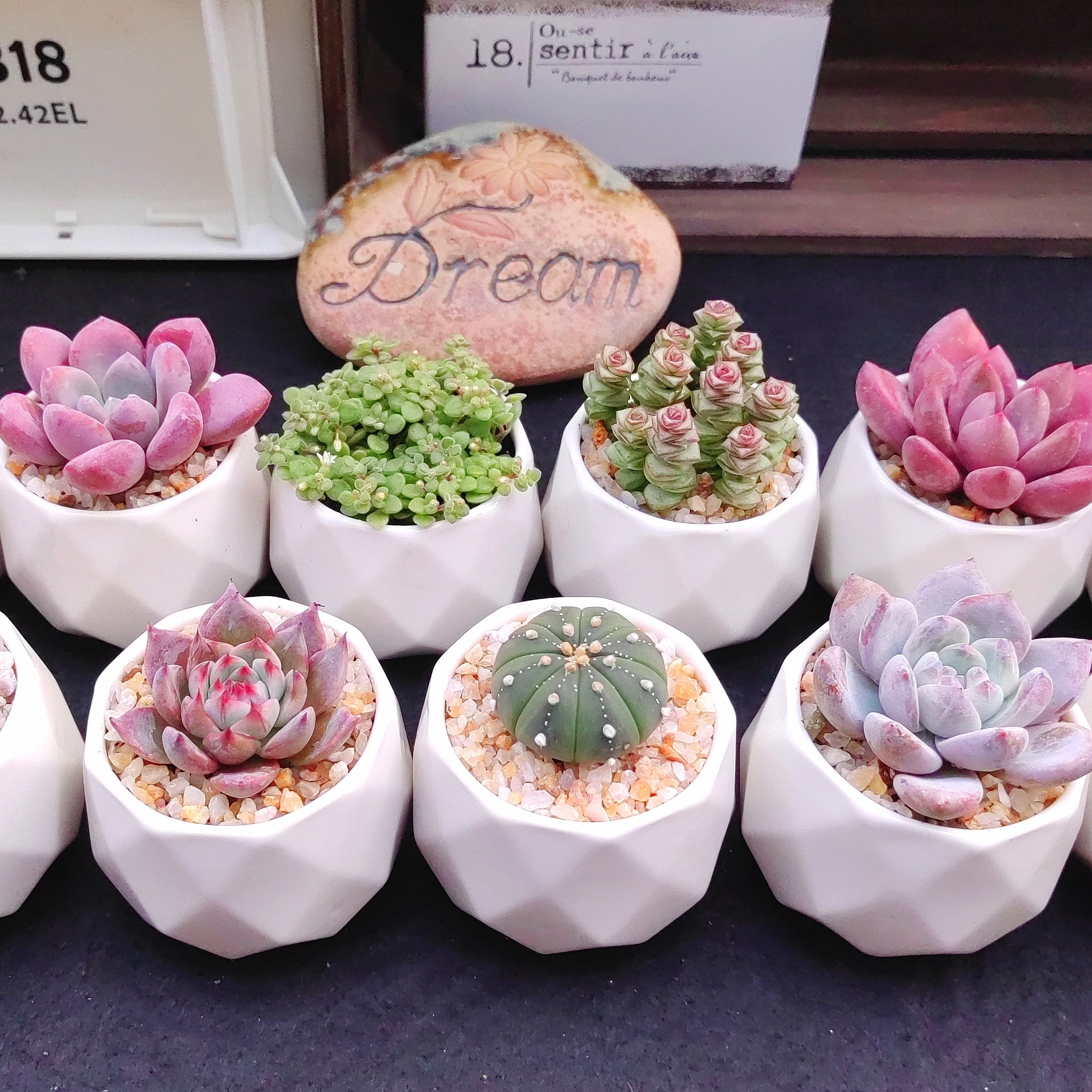 多肉植物小盆栽带盆栽种好成品送托盘和浇水壶中号盆新品好养特价,淘宝优惠券,粉丝福利购,淘宝优惠卷