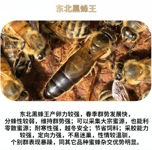 意蜂王蜜型高产王意蜂群带箱生产王蜜浆种王定地蜜王产子王产卵王 - 图3