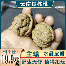 Yunnan wild ferro walnut golden toad with goose bumps in toad head text with walnut flat-head toad twirling small walnut gold toad