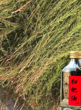 扫把油广西长寿乡新鲜纯扫杆枝油岗松扫帚扫赶根油天然土法提炼