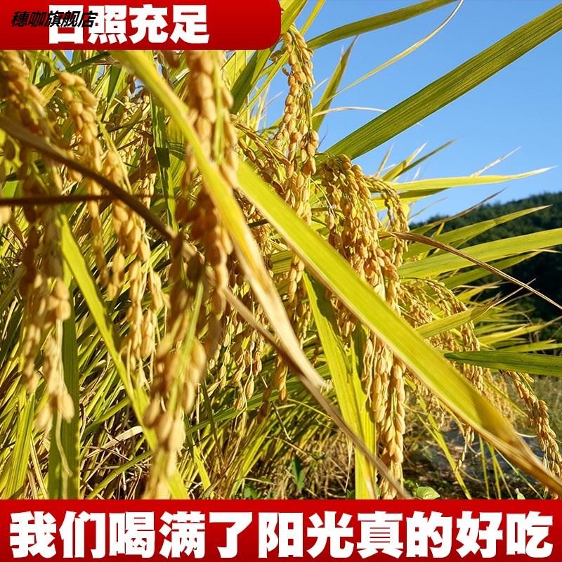 重庆开州农家高山大米不抛光自家种植长粒米宝宝辅稀粥散米新香米-图1