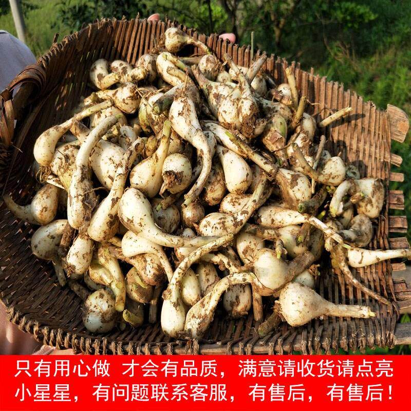 现挖农家自种新鲜藠头蔬菜蒜白泡菜荞头茭头1斤3斤5斤包邮_虎窝淘