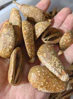 南美缸造景底床修饰果壳进口天然植物洋梨果干花豆荚娃娃装饰干果
