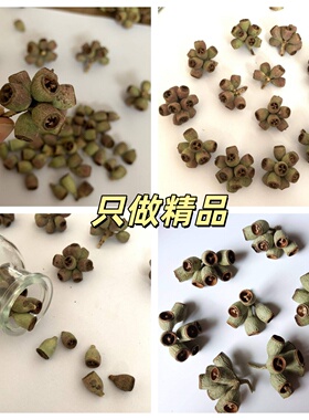 【僵尸果】ins地中海森系北欧风僵尸果桉树尤加利果家居装饰diy