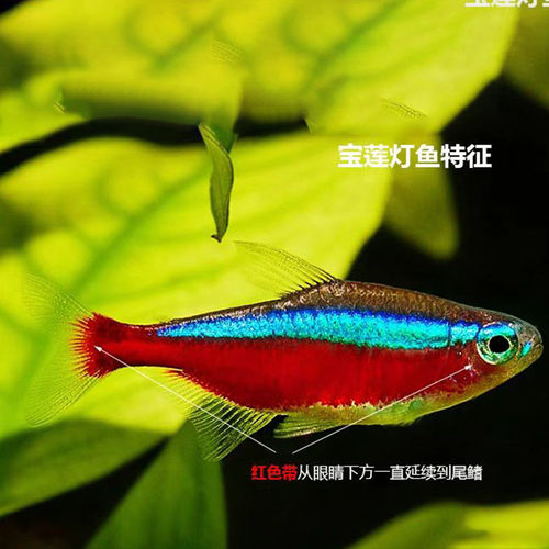 宝莲灯鱼活体灯科鱼淡水小型草缸群游好养耐活红绿灯热带观赏鱼苗 - 图2