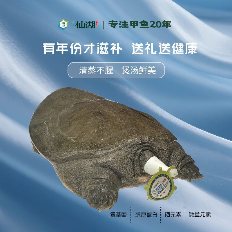 仙湖甲鱼7斤汉寿甲鱼中华鳖生鲜10年仿野自然生长老水鱼高档送礼,淘宝优惠券,粉丝福利购,淘宝优惠卷