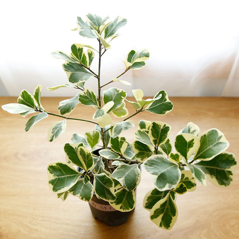 腾飞园艺只售精品心叶榕锦心形叶片花叶三角榕盆栽阳台耐阴耐旱 腾飞园艺 淘优券