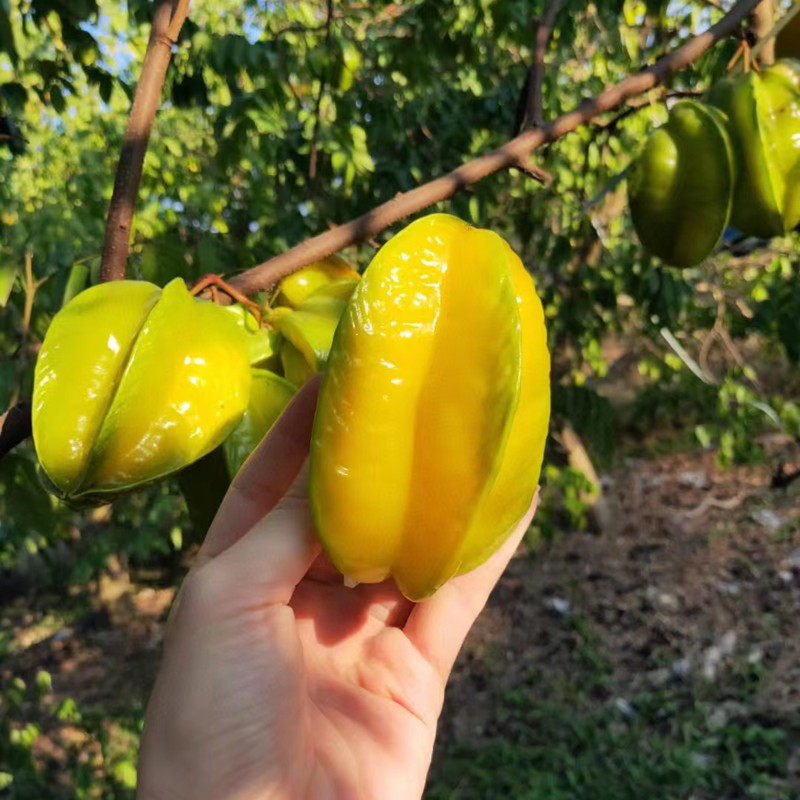 新鲜现摘福建云霄下河杨桃 树上黄 大果纯甜多汁当季孕妇水果包邮,淘宝优惠券,粉丝福利购,淘宝优惠卷