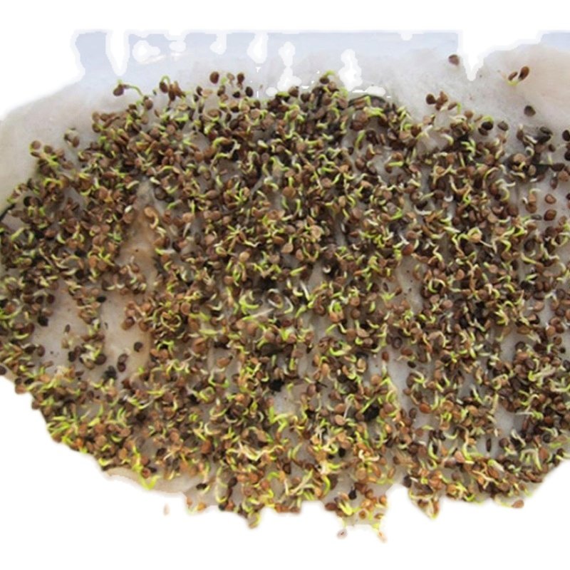叶用枸杞芽种子菜用枸杞芽菜种苗食用无果枸蔬菜四季盆栽家庭园艺,淘宝优惠券,粉丝福利购,淘宝优惠卷