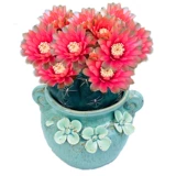 Багровый нефрит супер большую часть мясного растения сказочного шарика в маленький горшечный цвет