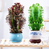 Цветочный цветок