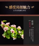 Клифф Золотой ветвь нефритовый лист в форме горшка старый бонсай, сочный балкон, Йельский университет, хорошие цветы и зеленые растения