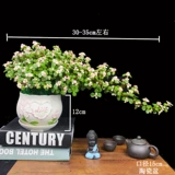 Клифф Золотой ветвь нефритовый лист в форме горшка старый бонсай, сочный балкон, Йельский университет, хорошие цветы и зеленые растения