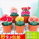 Багровый нефрит супер большую часть мясного растения сказочного шарика в маленький горшечный цвет