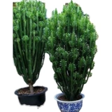 Цветочный цветок