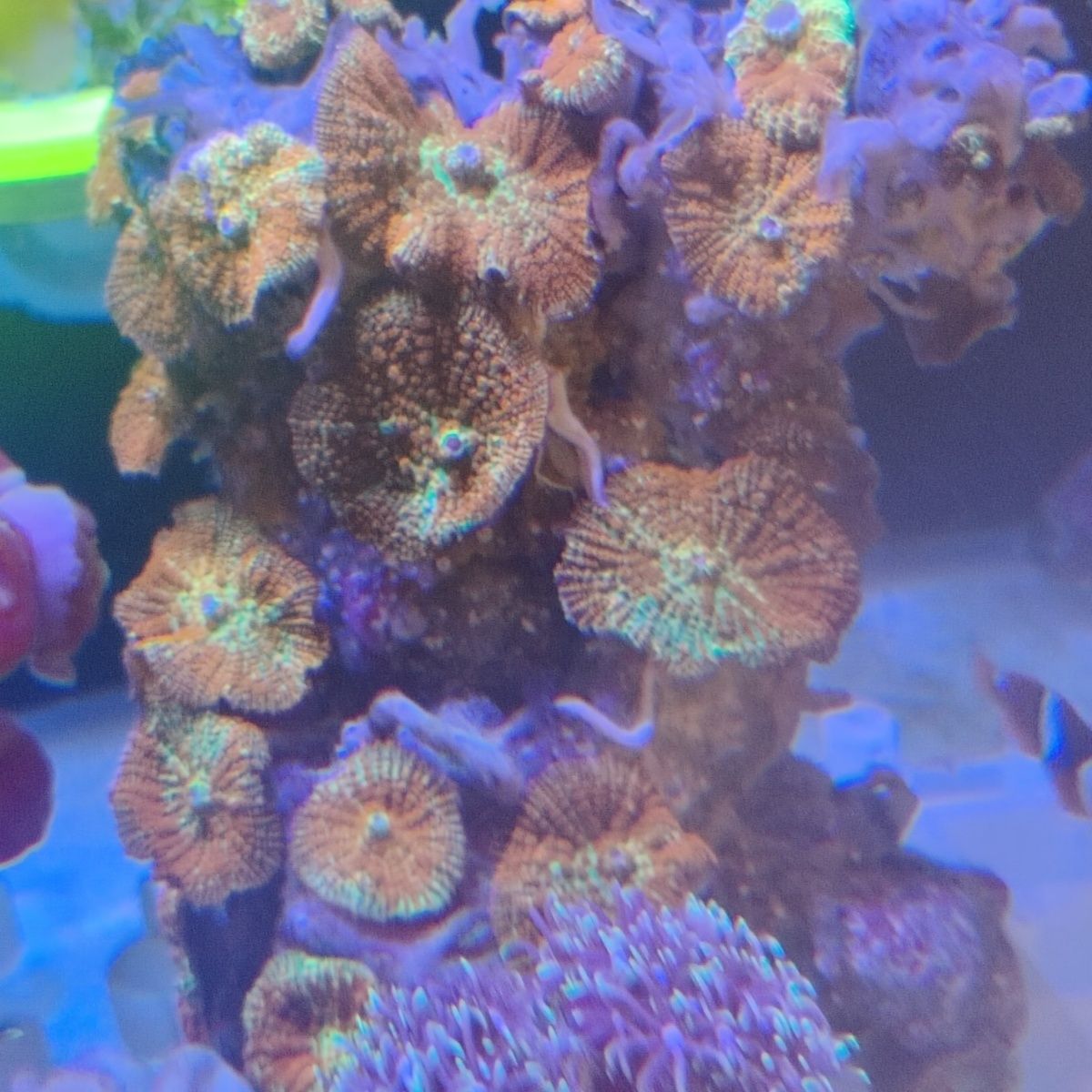 菇类珊瑚荧光绿泡泡菇绿菇红菇海缸入门可繁殖新手易养已上石人工 - 图1