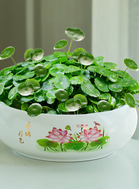 大号碗莲专用盆特价陶瓷铜钱草