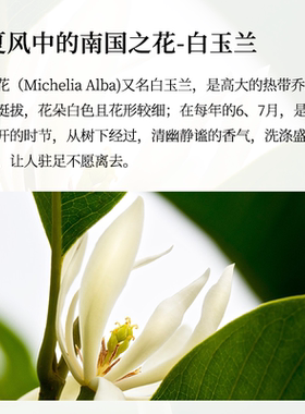 白兰花纯露大瓶洁白俏丽的白玉兰