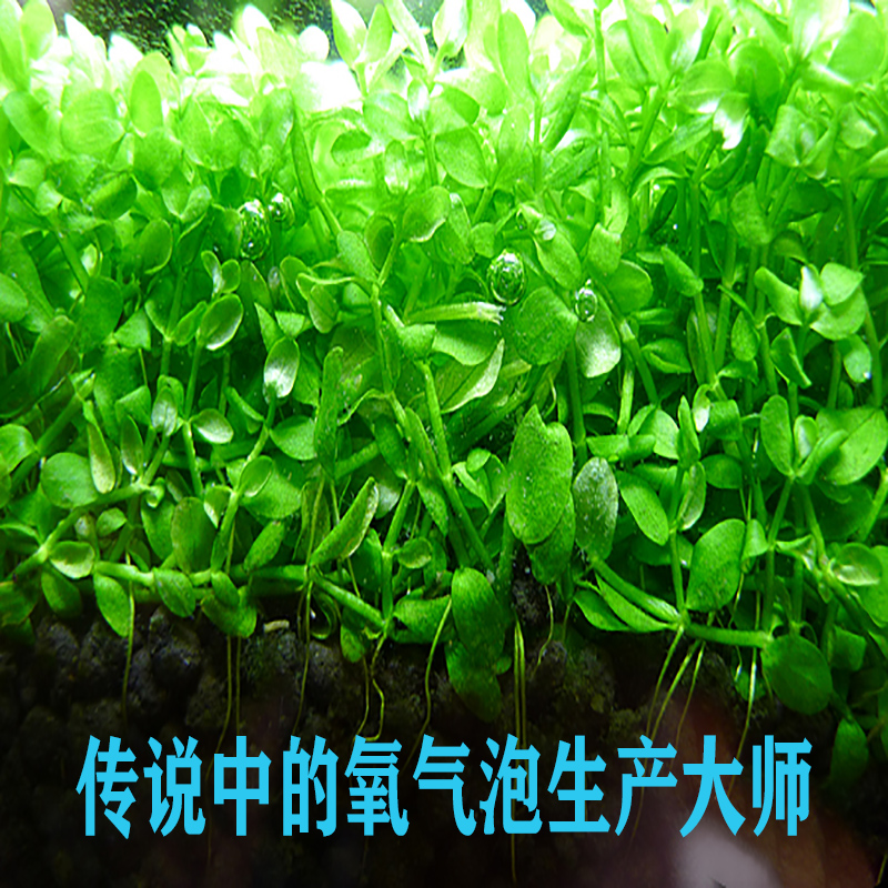 鱼缸植物造景铺底冒泡草坪前景无菌爬地大矮珍珠真水草水族箱草 - 图2