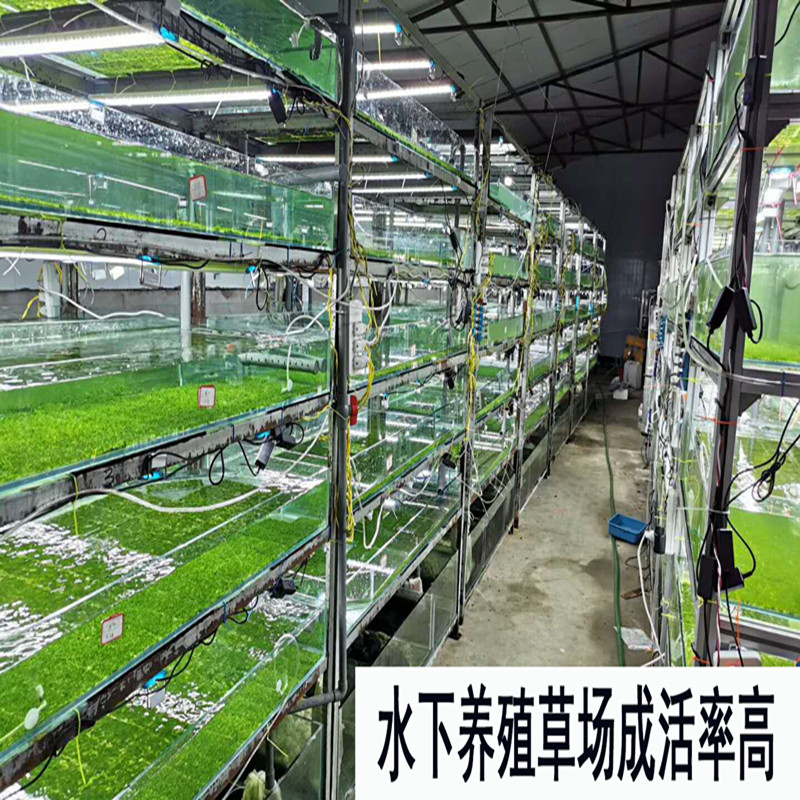 鱼缸真淡水草造景阴性族箱粘沉木莫斯丝大小三角松茸垂泪火焰美凤-图0