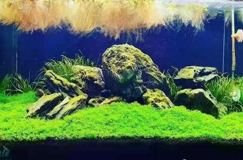 鱼缸植物冒泡草坪迷你矮珍珠进口爬地迷你矮草原类速爬水草成景 - 图1