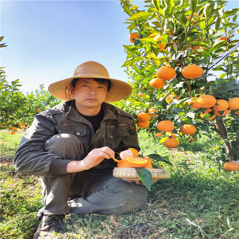 山彬哥沃柑云南丽江新鲜沃柑应季水果自家果园现采现发 - 图1