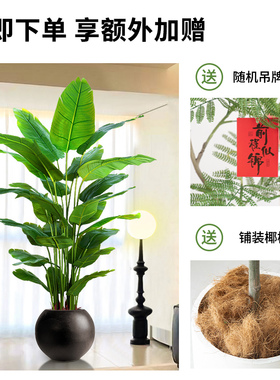 仿真绿植天堂鸟客厅落地大植物仿生树高端轻奢造景盆栽摆件装饰花
