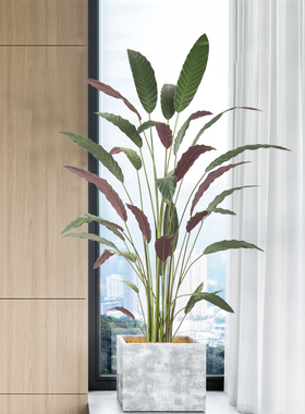 仿真绿植北欧ins孔雀芋仿生植物