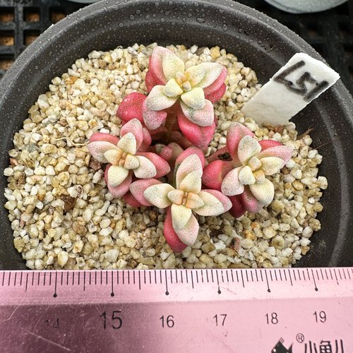 白鹭锦  小型种 可爱多肉植物肉肉盆栽  一物一拍 - 图2