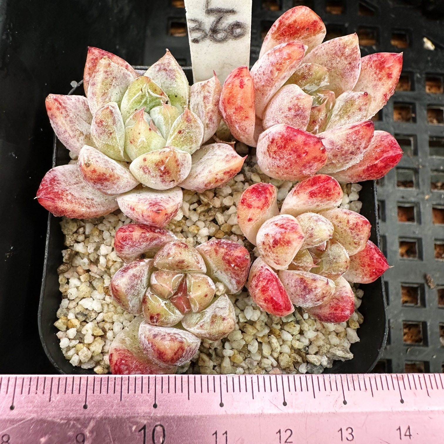 小精品合集  精控小颗肉肉多肉植物小盆栽绿植新手花卉 一物一拍!,淘宝优惠券,粉丝福利购,淘宝优惠卷