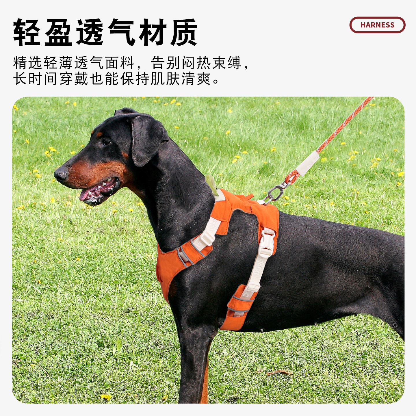 doglemi宠物潮尚舒适透气轻盈遛狗胸背牵引套装小中大型犬适用,淘宝优惠券,粉丝福利购,淘宝优惠卷