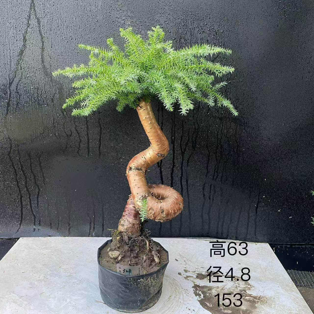 澳洲杉盆景不老松造型提根盆栽澳大利亚杉欧洲杉客厅,淘宝优惠券,粉丝福利购,淘宝优惠卷