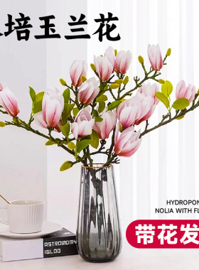 白玉兰花水培鲜枝红梅桃花枝支带花苞雪柳干枝水养室内耐寒鲜切花