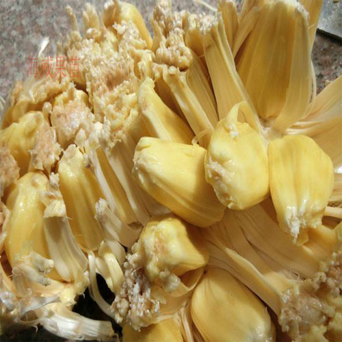 耐寒木菠萝树苗黄肉砂糖广西嫁接苗干包带土金包湿包菠萝蜜果包邮 - 图0