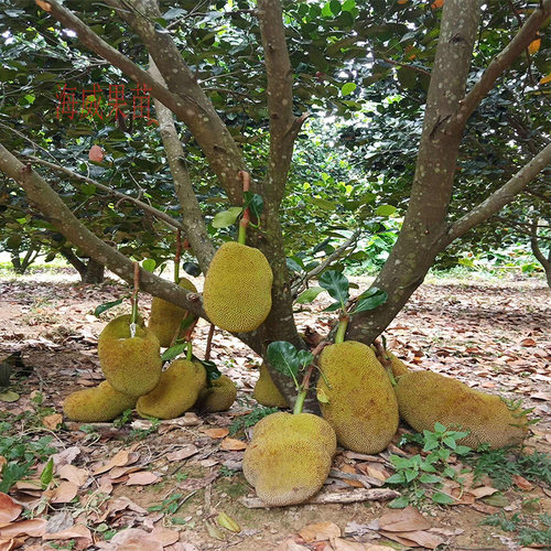 耐寒木菠萝树苗黄肉砂糖广西嫁接苗干包带土金包湿包菠萝蜜果包邮 - 图2